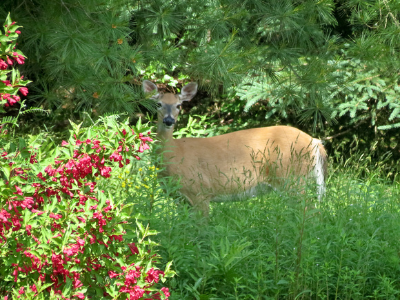 Deer still wander in the yard.