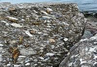 These have been hauled in from somewhere for a breakwater.  Fascinating conglomerate