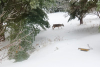 The storm begins; the deer can still get through the snow.