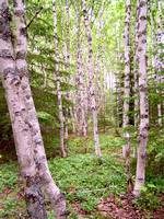 Mapleton Acadian Forest Trail - 2008