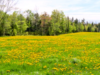 Fields of dandelions on the Guthrie Rd.