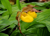 June 1 & 15: Lady Slippers