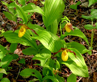 June 1: Yellow Lady Slippers in profusion