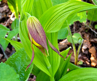 Yellow lady slippers, not yet open