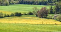 Fields of dandelions on the Guthrie Rd.