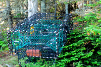 How did this get here?  Lobster trap, high and dry in the woods.