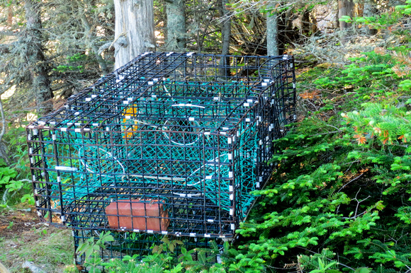 How did this get here?  Lobster trap, high and dry in the woods.