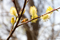 Bees and Pussy Willow