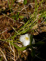 We think this is a wood anemone