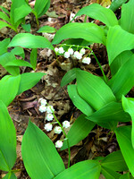 #7:  LILIES OF THE VALLEY - June 2, 2021