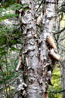 A lot of birch with gnarly bark like this.