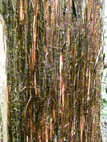 Cedar bark -  so many colours.