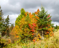 #18:  Mapleton Acadian Forest - Oct 3