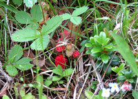 A sweet suprise at the end of the hike:  - ripe wild strawberries on the side of the road.  Yummy.