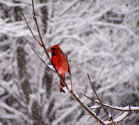 Winter Birds in a Snowstorm