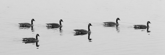 Canada Geese 019-24